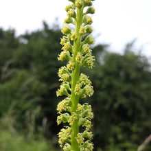 Lade das Bild in den Galerie-Viewer, Färber-Wau (Reseda luteola)