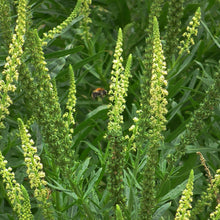 Lade das Bild in den Galerie-Viewer, Färber-Wau (Reseda luteola)
