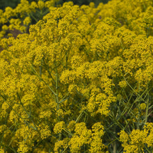 Lade das Bild in den Galerie-Viewer, Färberwaid(Isatis tinctoria)