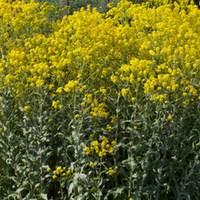 Lade das Bild in den Galerie-Viewer, Färberwaid(Isatis tinctoria)