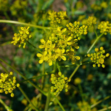 Lade das Bild in den Galerie-Viewer, Färberwaid(Isatis tinctoria)