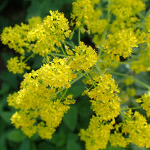 Lade das Bild in den Galerie-Viewer, Färberwaid(Isatis tinctoria)