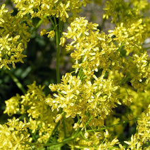 Lade das Bild in den Galerie-Viewer, Färberwaid(Isatis tinctoria)