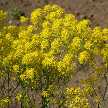 Lade das Bild in den Galerie-Viewer, Färberwaid(Isatis tinctoria)