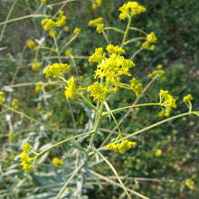 Lade das Bild in den Galerie-Viewer, Färberwaid(Isatis tinctoria)