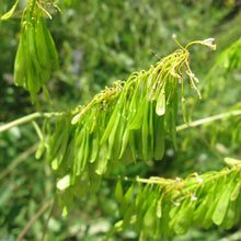 Lade das Bild in den Galerie-Viewer, Färberwaid(Isatis tinctoria)