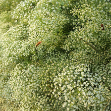 Lade das Bild in den Galerie-Viewer, Sicheldolde (Falcaria vulgaris)
