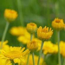Lade das Bild in den Galerie-Viewer, Färber-Hundskamille (Anthemis tinctoria)