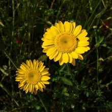 Lade das Bild in den Galerie-Viewer, Färber-Hundskamille (Anthemis tinctoria)