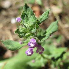 Lade das Bild in den Galerie-Viewer, Feld-Steinquendel (Acinos arvensis)
