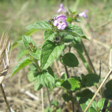 Lade das Bild in den Galerie-Viewer, Feld-Steinquendel (Acinos arvensis)