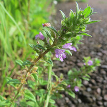 Lade das Bild in den Galerie-Viewer, Feld-Steinquendel (Acinos arvensis)