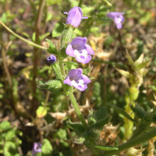 Lade das Bild in den Galerie-Viewer, Feld-Steinquendel (Acinos arvensis)