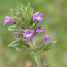 Lade das Bild in den Galerie-Viewer, Feld-Steinquendel (Acinos arvensis)