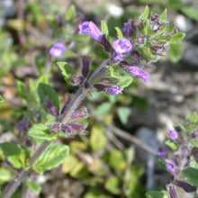 Lade das Bild in den Galerie-Viewer, Feld-Steinquendel (Acinos arvensis)