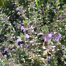 Lade das Bild in den Galerie-Viewer, Feld-Steinquendel (Acinos arvensis)