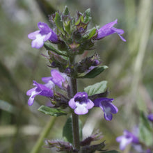 Lade das Bild in den Galerie-Viewer, Feld-Steinquendel (Acinos arvensis)