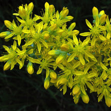 Lade das Bild in den Galerie-Viewer, Felsen-Fetthenne (Sedum rupestre)