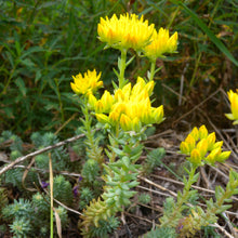 Lade das Bild in den Galerie-Viewer, Felsen-Fetthenne (Sedum rupestre)
