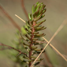 Lade das Bild in den Galerie-Viewer, Felsen-Fetthenne (Sedum rupestre)