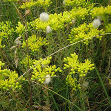Lade das Bild in den Galerie-Viewer, Felsen-Fetthenne (Sedum rupestre)
