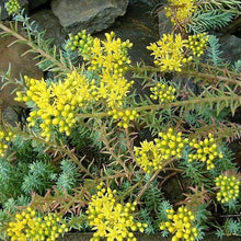 Lade das Bild in den Galerie-Viewer, Felsen-Fetthenne (Sedum rupestre)