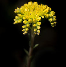 Lade das Bild in den Galerie-Viewer, Felsen-Fetthenne (Sedum rupestre)