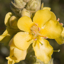 Lade das Bild in den Galerie-Viewer, Flockige Königskerze (Verbascum pulverulentum)