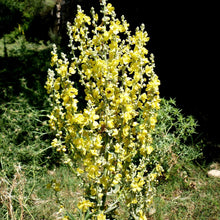 Lade das Bild in den Galerie-Viewer, Flockige Königskerze (Verbascum pulverulentum)