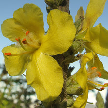 Lade das Bild in den Galerie-Viewer, Flockige Königskerze (Verbascum pulverulentum)