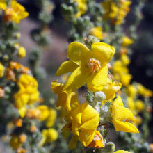 Lade das Bild in den Galerie-Viewer, Flockige Königskerze (Verbascum pulverulentum)