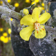 Lade das Bild in den Galerie-Viewer, Flockige Königskerze (Verbascum pulverulentum)