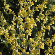 Lade das Bild in den Galerie-Viewer, Flockige Königskerze (Verbascum pulverulentum)