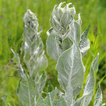 Lade das Bild in den Galerie-Viewer, Flockige Königskerze (Verbascum pulverulentum)