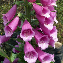 Lade das Bild in den Galerie-Viewer, Roter Fingerhut (Digitalis purpurea)