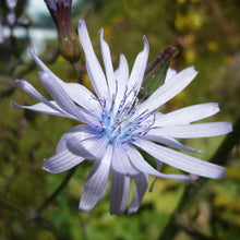 Lade das Bild in den Galerie-Viewer, Französischer Milchlattich (Cicerbita plumieri)