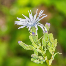 Lade das Bild in den Galerie-Viewer, Französischer Milchlattich (Cicerbita plumieri)