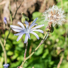 Lade das Bild in den Galerie-Viewer, Französischer Milchlattich (Cicerbita plumieri)