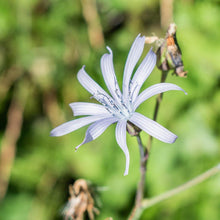 Lade das Bild in den Galerie-Viewer, Französischer Milchlattich (Cicerbita plumieri)