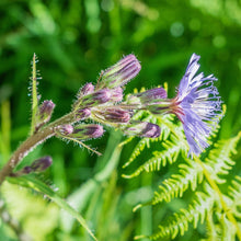 Lade das Bild in den Galerie-Viewer, Französischer Milchlattich (Cicerbita plumieri)