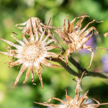Lade das Bild in den Galerie-Viewer, Französischer Milchlattich (Cicerbita plumieri)