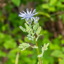 Lade das Bild in den Galerie-Viewer, Französischer Milchlattich (Cicerbita plumieri)