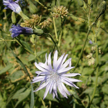 Lade das Bild in den Galerie-Viewer, Französischer Milchlattich (Cicerbita plumieri)