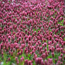 Lade das Bild in den Galerie-Viewer, Fuchsschwanz-Klee (Trifolium rubens)