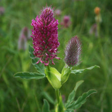 Lade das Bild in den Galerie-Viewer, Fuchsschwanz-Klee (Trifolium rubens)