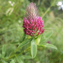 Lade das Bild in den Galerie-Viewer, Fuchsschwanz-Klee (Trifolium rubens)