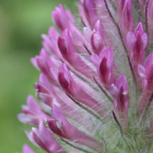 Lade das Bild in den Galerie-Viewer, Fuchsschwanz-Klee (Trifolium rubens)