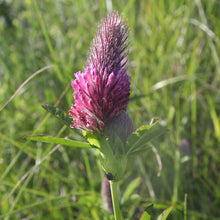 Lade das Bild in den Galerie-Viewer, Fuchsschwanz-Klee (Trifolium rubens)