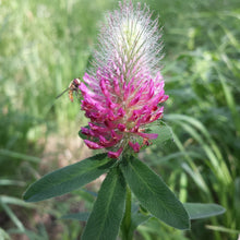 Lade das Bild in den Galerie-Viewer, Fuchsschwanz-Klee (Trifolium rubens)