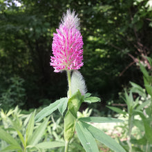 Lade das Bild in den Galerie-Viewer, Fuchsschwanz-Klee (Trifolium rubens)